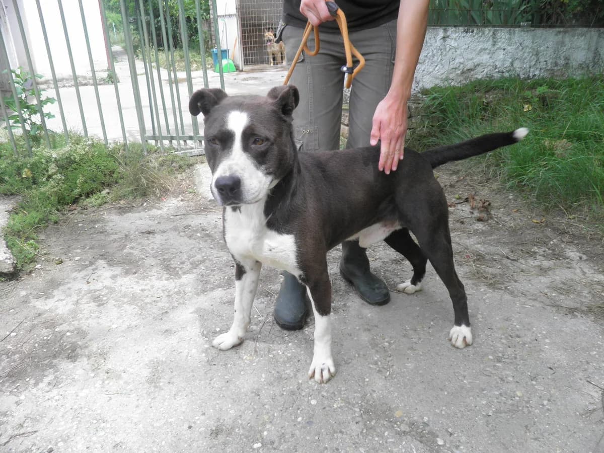 Mit tudunk róla, male Mixed Breed for adoption at Misina Állatmenház Pécs