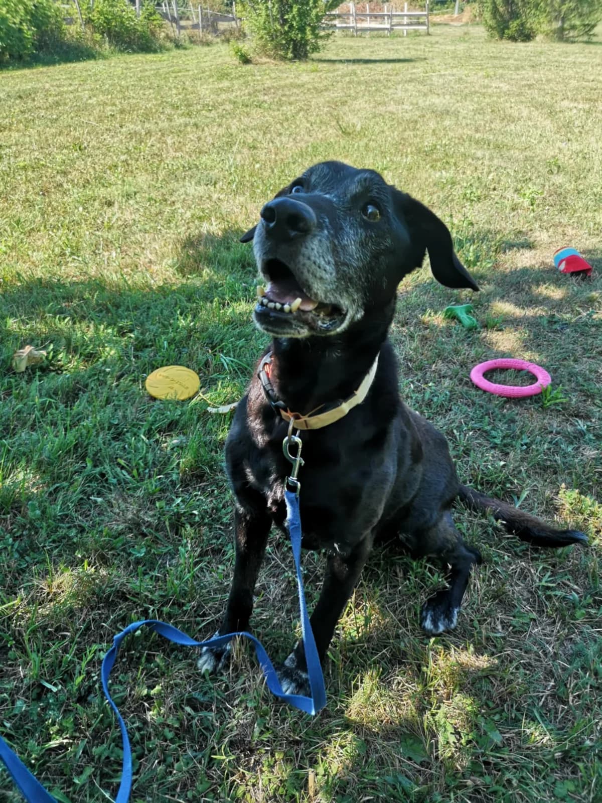 Mit tudunk róla, male senior Mixed Breed for adoption at Misina Állatmenház Pécs
