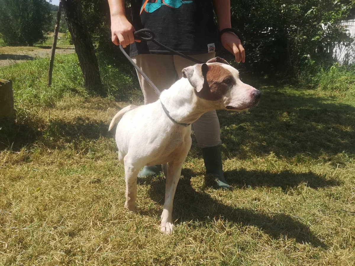 Mit tudunk róla, female Mixed Breed for adoption at Misina Állatmenház Pécs