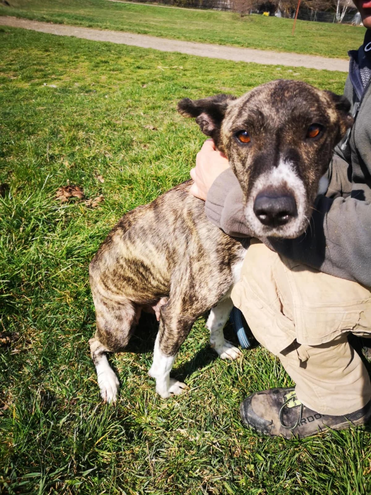 Mit tudunk róla, female Mixed Breed for adoption at Misina Állatmenház Pécs