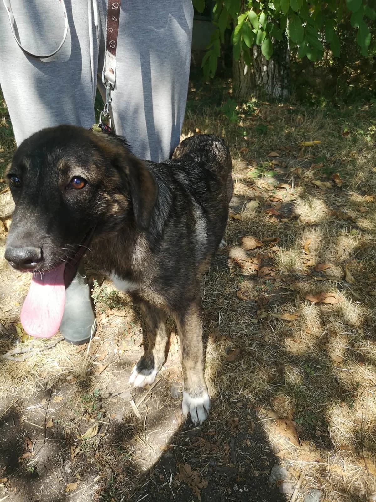 Mit tudunk róla, female Mixed Breed for adoption at Misina Állatmenház Pécs