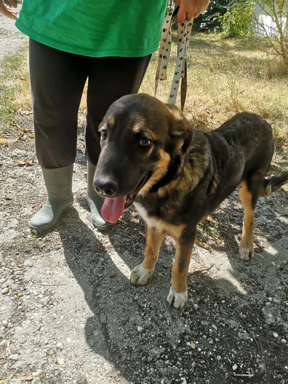 Mit tudunk róla, male Mixed Breed for adoption at Misina Állatmenház Pécs