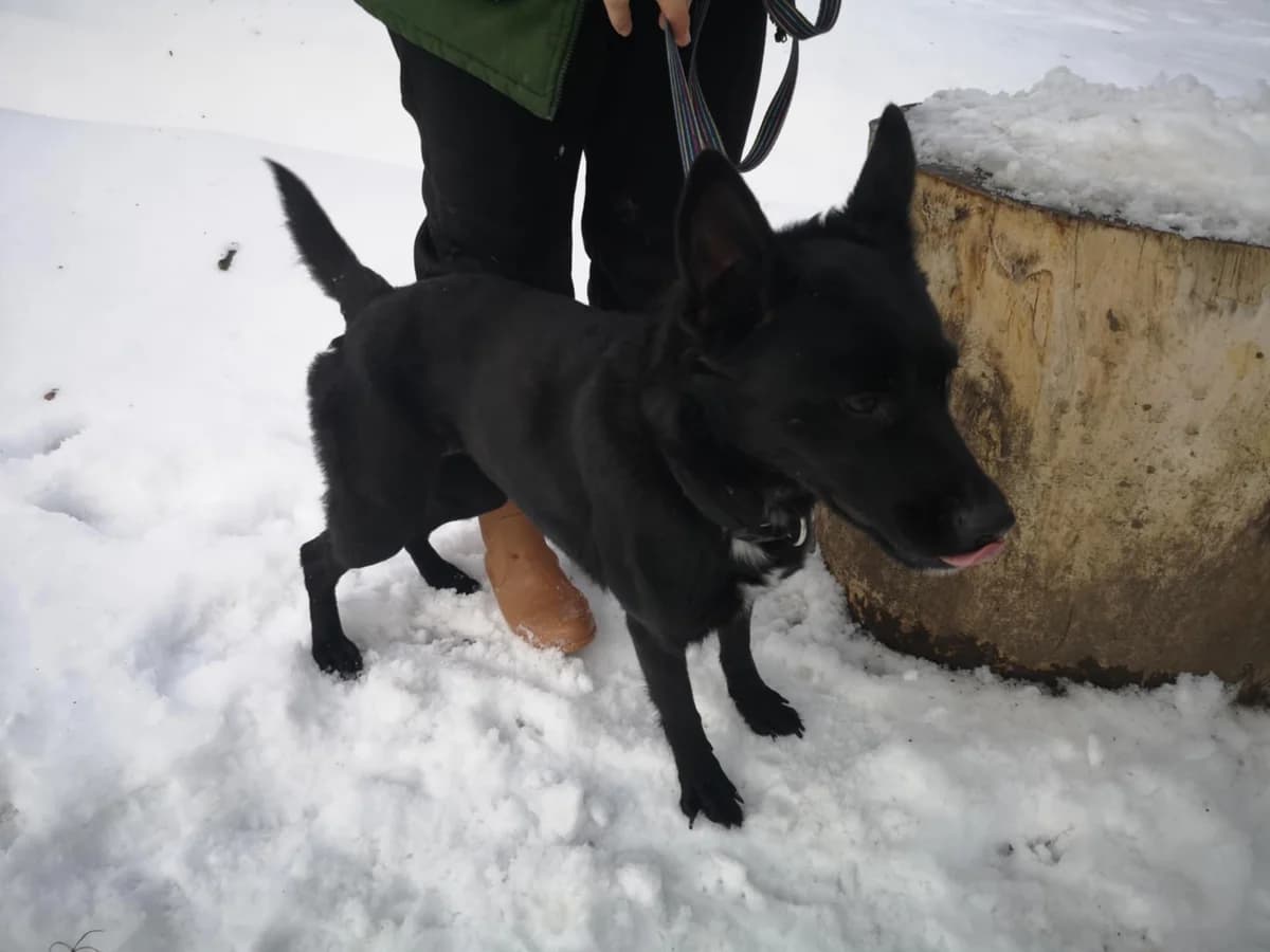Mit tudunk róla, female Mixed Breed for adoption at Misina Állatmenház Pécs