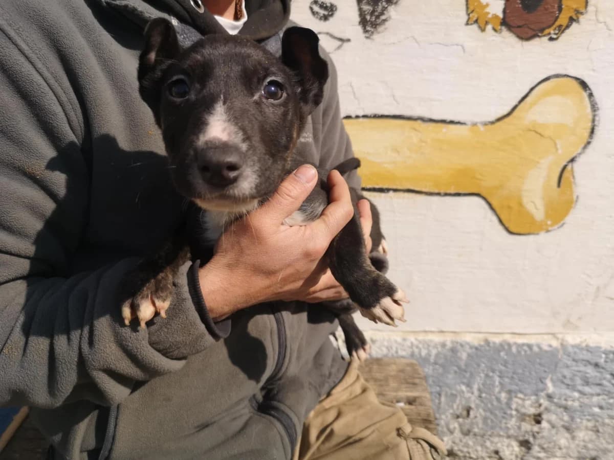 Mit tudunk róla?, male young Mixed Breed for adoption at Misina Állatmenház Pécs