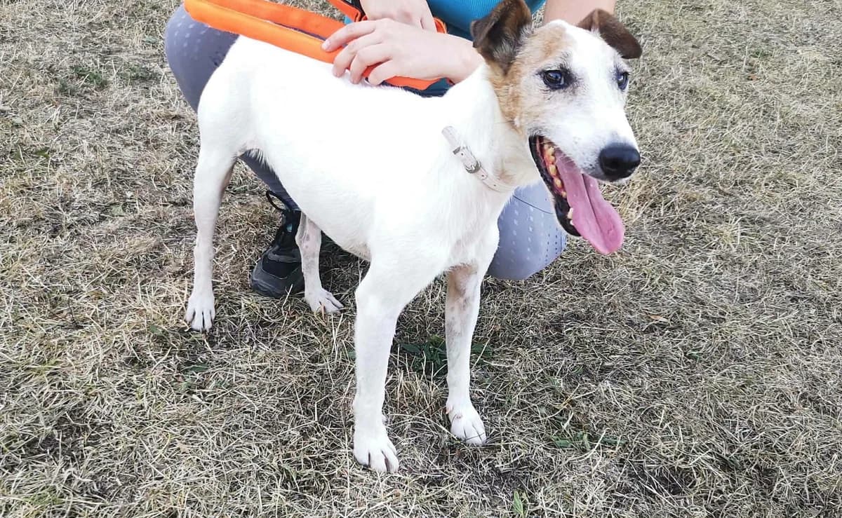 Mit tudunk róla, male Mixed Breed for adoption at Misina Állatmenház Pécs