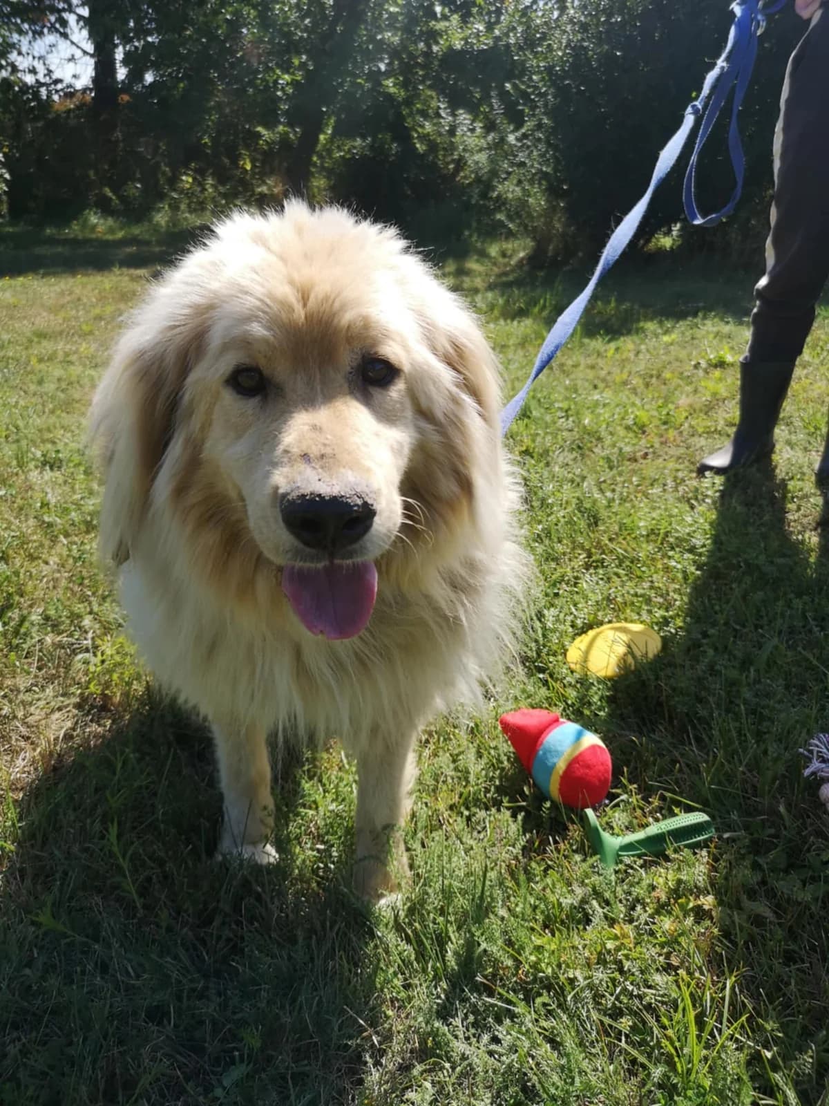 Mit tudunk róla, male Mixed Breed for adoption at Misina Állatmenház Pécs