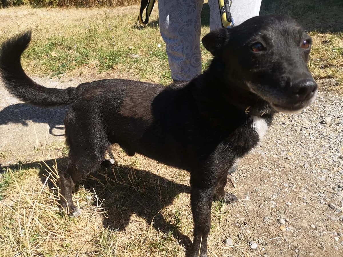 Mit tudunk róla, male Mixed Breed for adoption at Misina Állatmenház Pécs