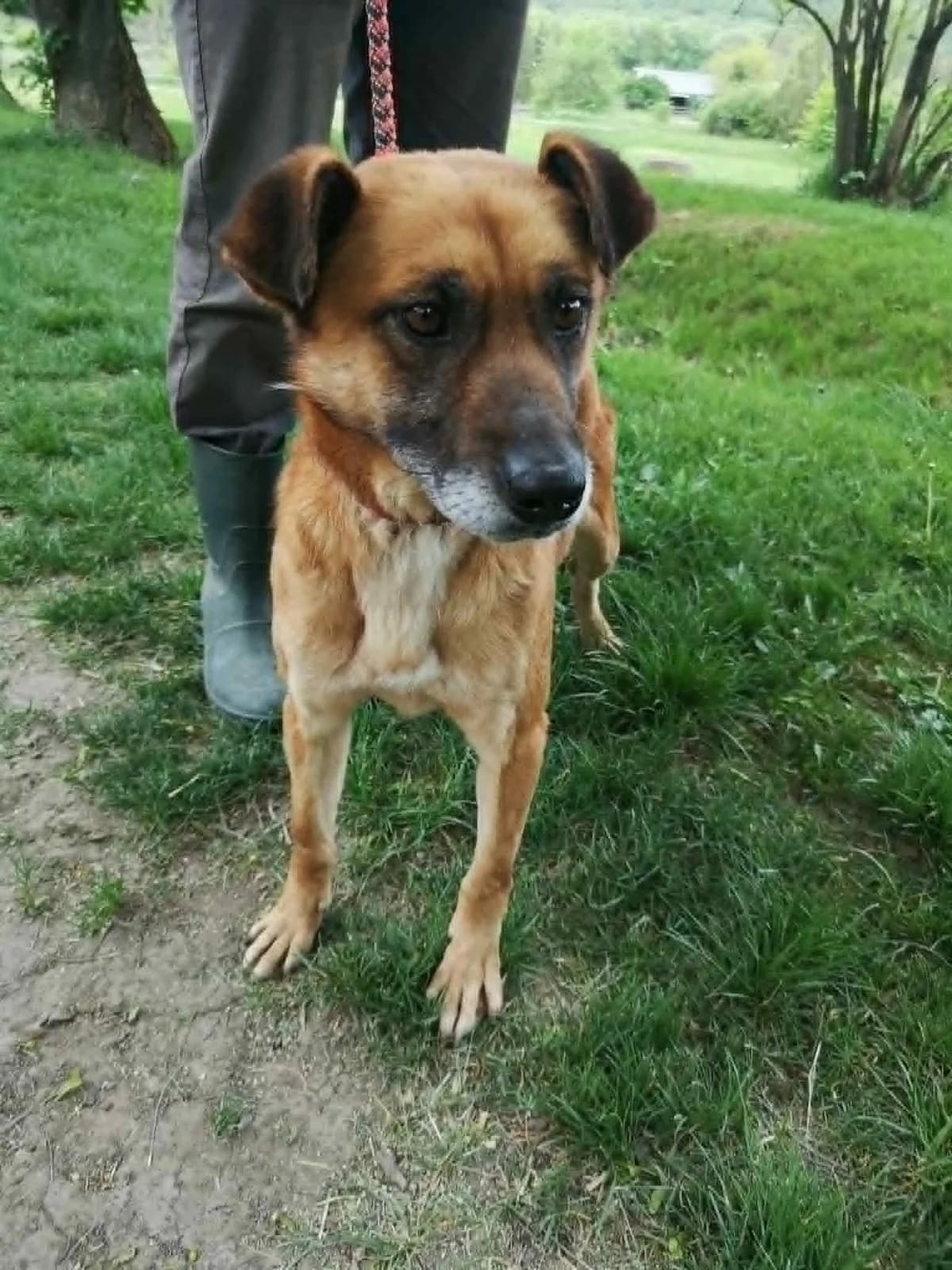 Mit tudunk róla, female Mixed Breed for adoption at Misina Állatmenház Pécs