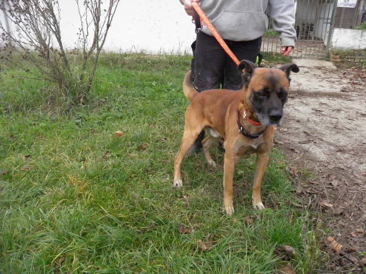 Mit tudunk róla, male senior Mixed Breed for adoption at Misina Állatmenház Pécs