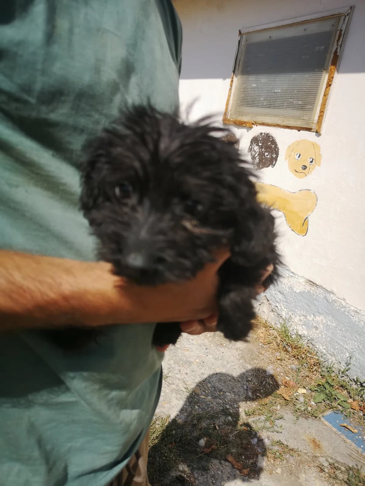 Mit tudunk róla, male Mixed Breed for adoption at Misina Állatmenház Pécs