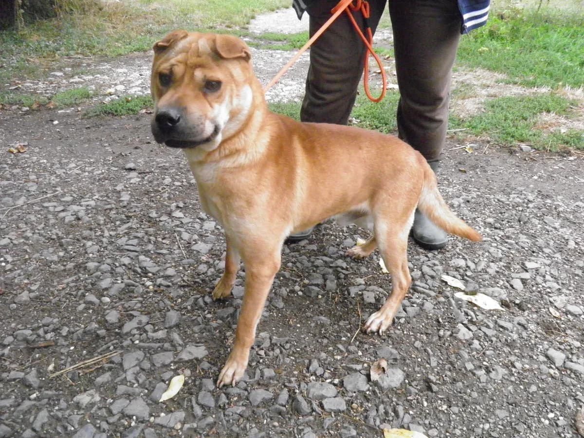 Mit tudunk róla, male Mixed Breed for adoption at Misina Állatmenház Pécs