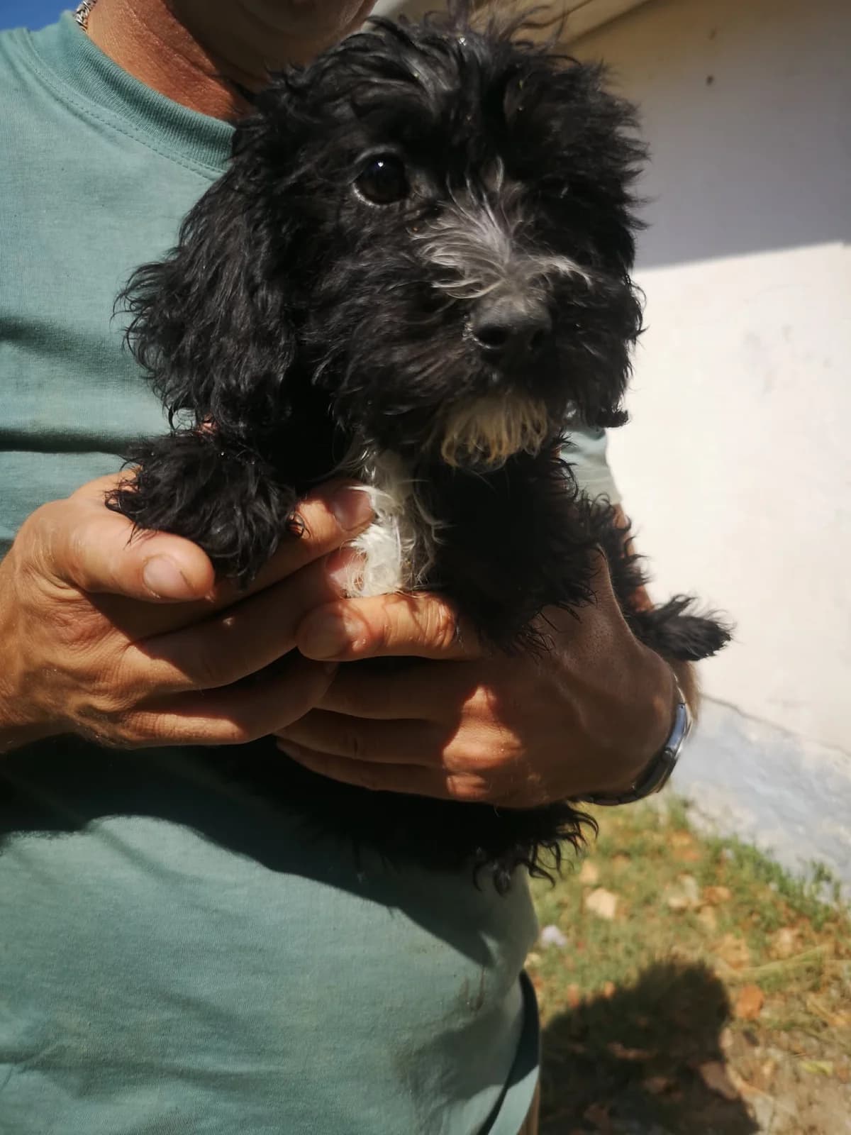Mit tudunk róla, female puppy Mixed Breed for adoption at Misina Állatmenház Pécs