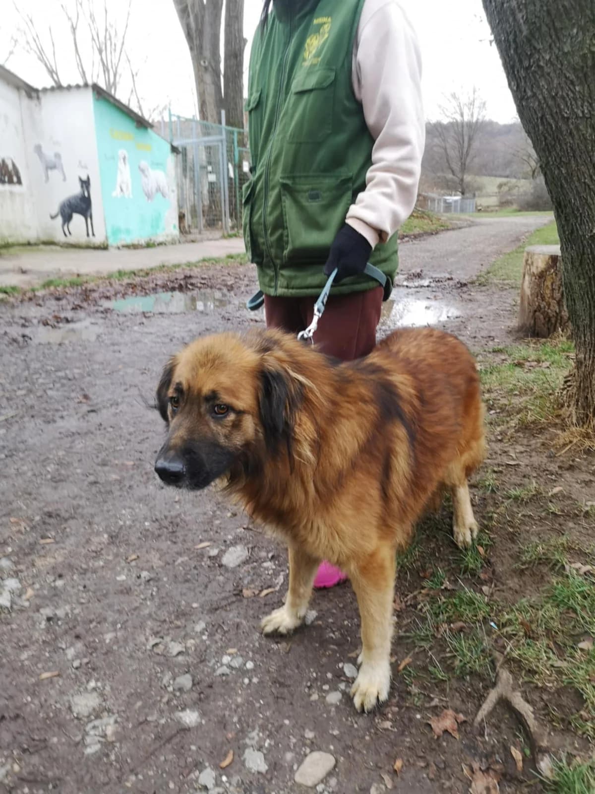 Mit tudunk róla, male Mixed Breed for adoption at Misina Állatmenház Pécs