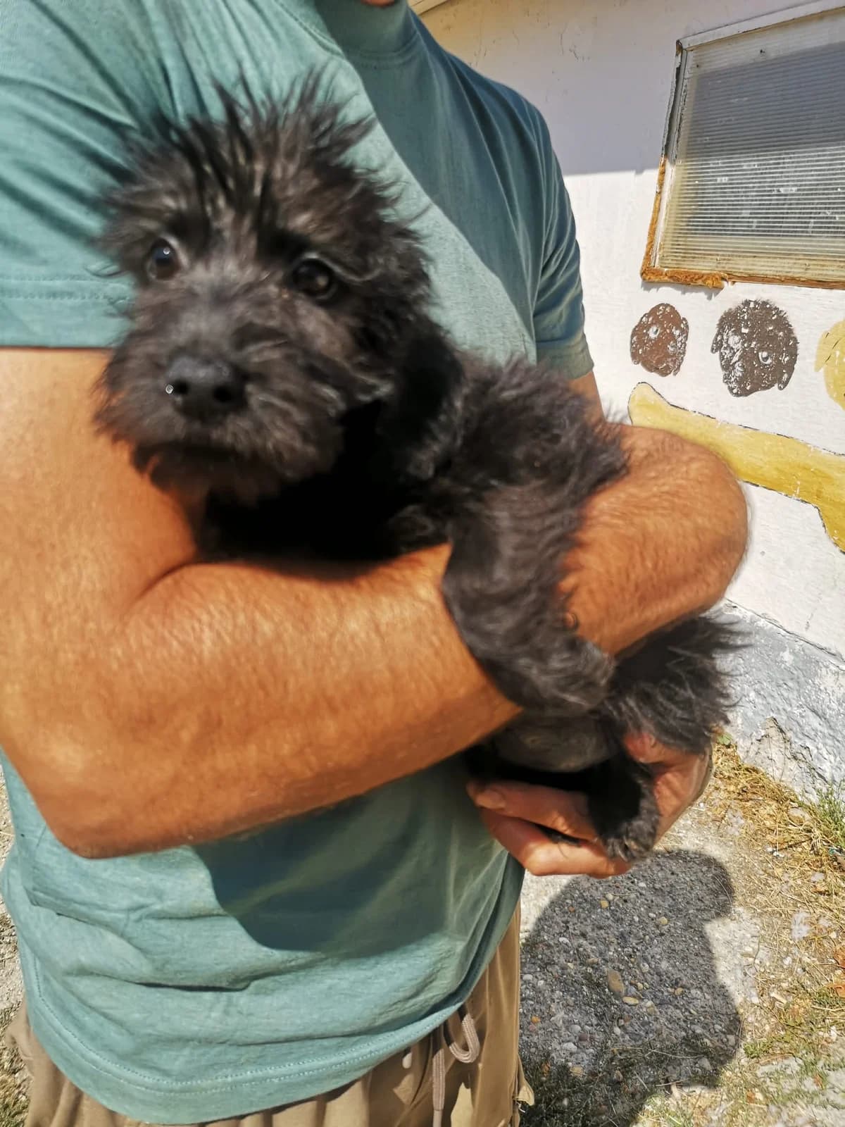 Mit tudunk róla, female Mixed Breed for adoption at Misina Állatmenház Pécs