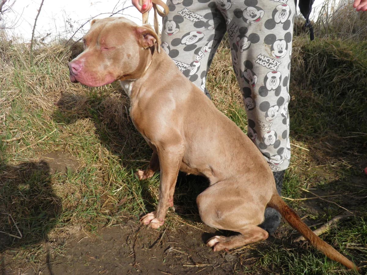 Mit tudunk róla, female Mixed Breed for adoption at Misina Állatmenház Pécs