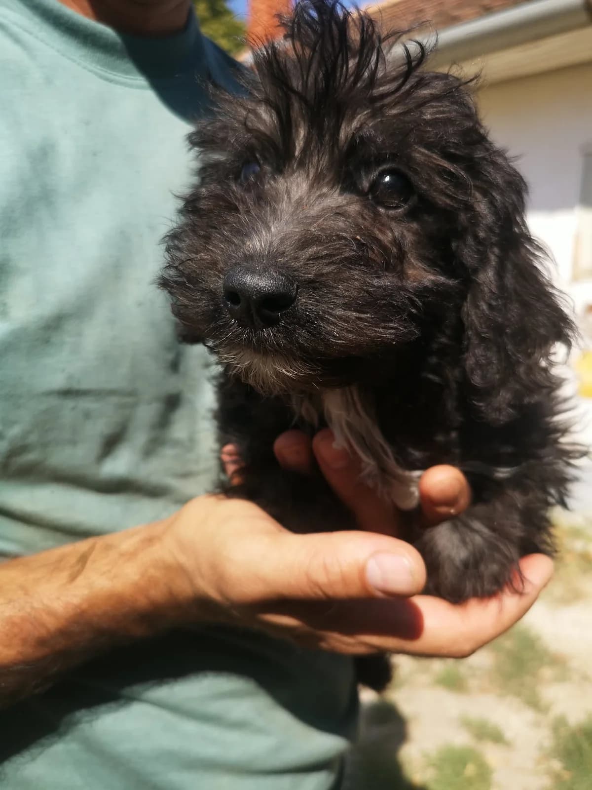 Mit tudunk róla, male puppy Mixed Breed for adoption at Misina Állatmenház Pécs