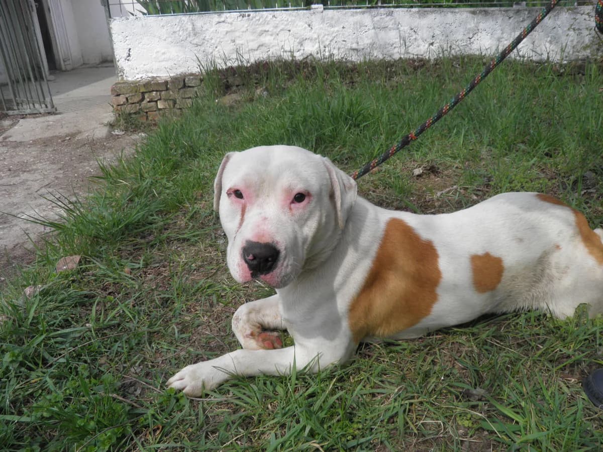 Mit tudunk róla, male Mixed Breed for adoption at Misina Állatmenház Pécs