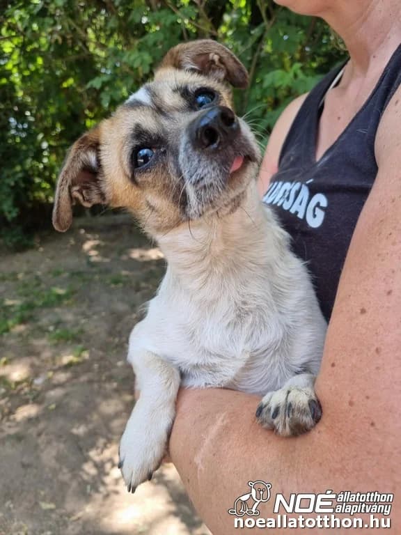 Mirus, Mixed Breed (Noé Állatotthon)