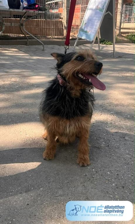 Szőlő mami, Mixed Breed (Noé Állatotthon)