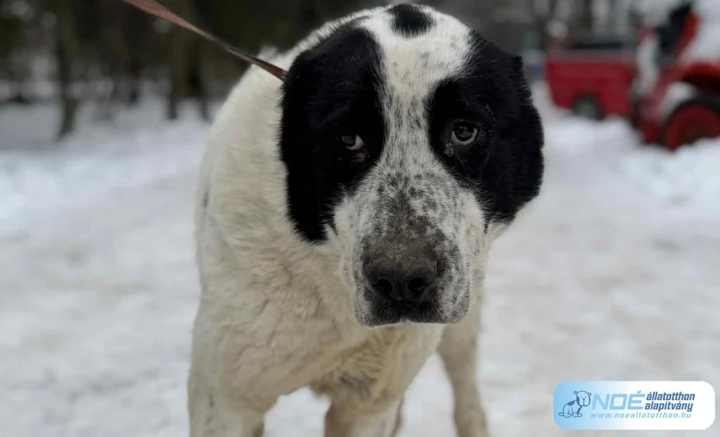 Jázmin, female young Mixed Breed for adoption at Noé Állatotthon, Budapest