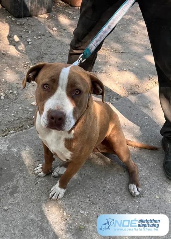Murugya, female young Mixed Breed for adoption at Noé Állatotthon, Budapest
