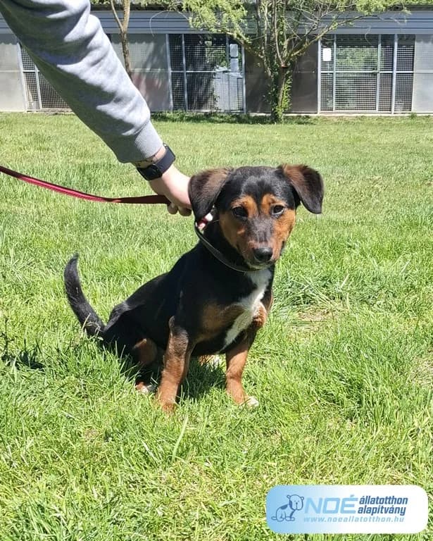 Smily, male young Mixed Breed for adoption at Noé Állatotthon, Budapest