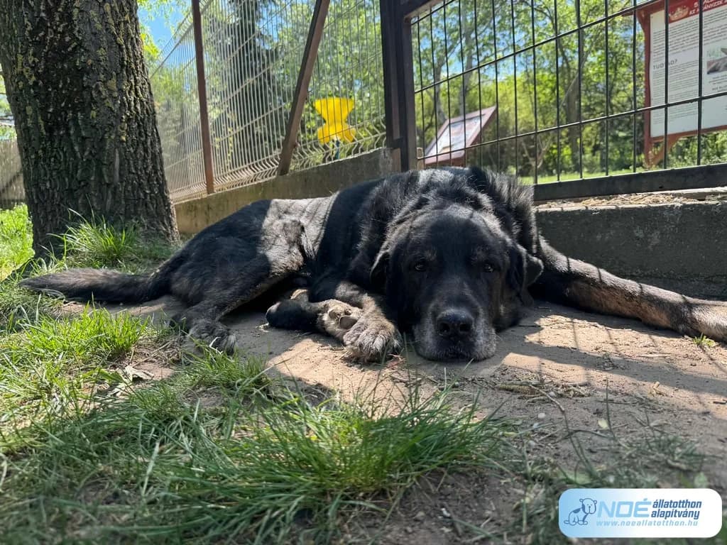 Zata, male senior Mixed Breed for adoption at Noé Állatotthon, Budapest