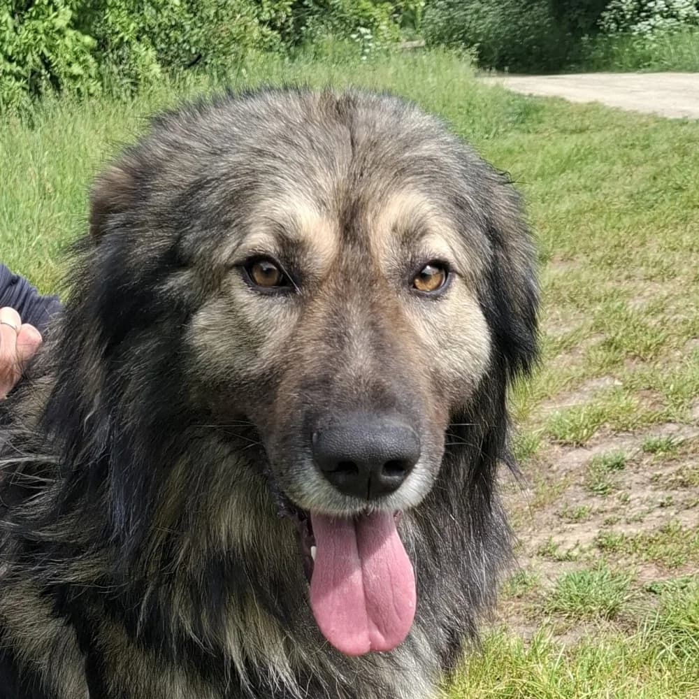 Sági Igor, Mixed Breed (Noé Állatotthon)