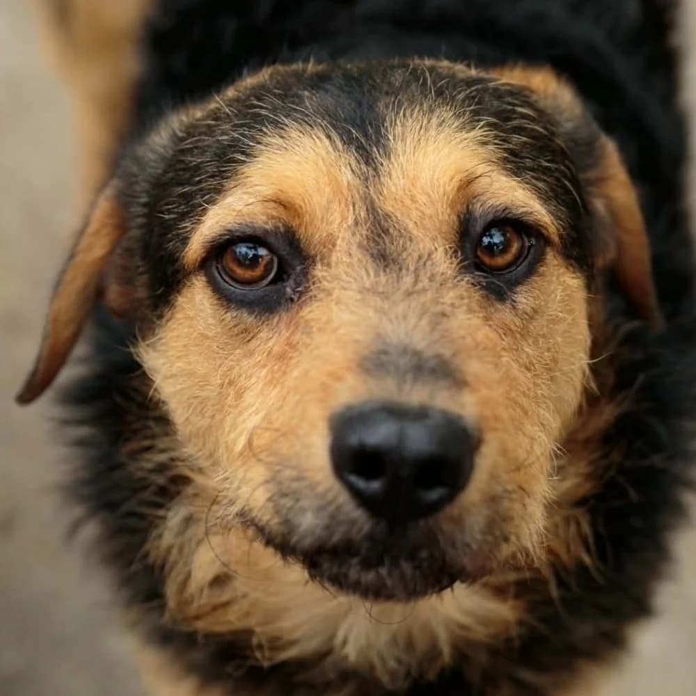 Őrbrigád Ottó, Mixed Breed (Noé Állatotthon)