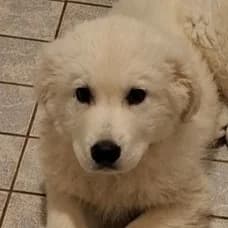 Milo, Mixed Breed (Noé Állatotthon)
