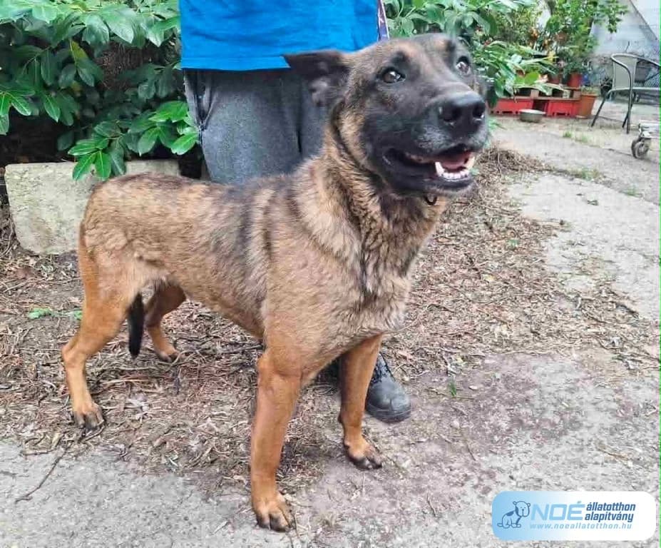 Jónás, male 3yo Mixed Breed for adoption at Noé Állatotthon, Budapest