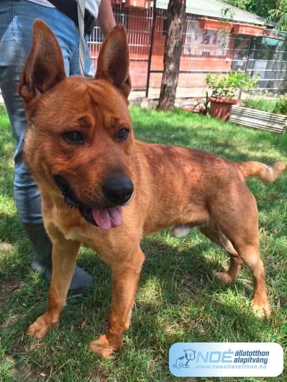 Mámor, male 3yo Mixed Breed for adoption at Noé Állatotthon, Budapest