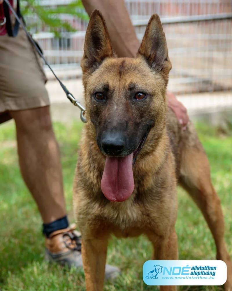 Rollina, female 5yo Mixed Breed for adoption at Noé Állatotthon, Budapest