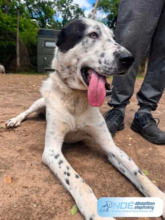 Pöttyös, female 3yo Mixed Breed for adoption at Noé Állatotthon, Budapest