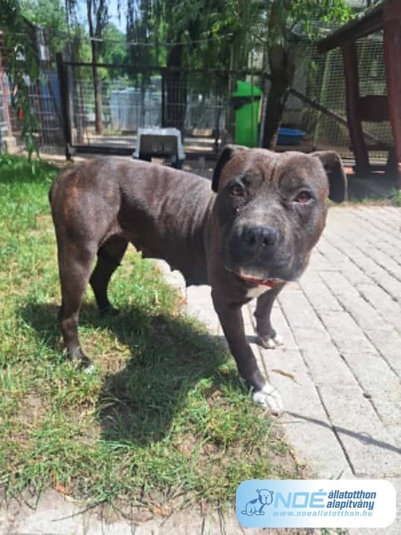 Hérics, female young Mixed Breed for adoption at Noé Állatotthon, Budapest