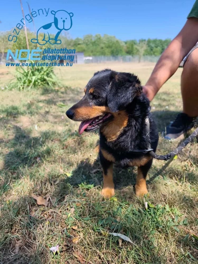 Ruffi, male 4yo Mixed Breed for adoption at Noé Állatotthon, Budapest
