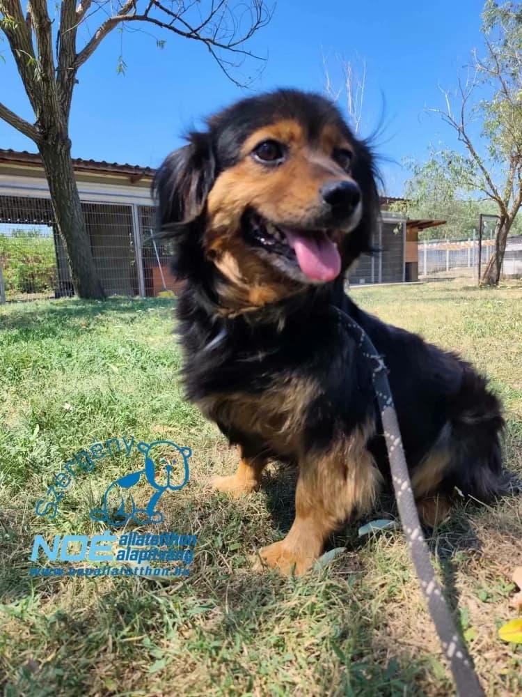 Lau, female 3yo Mixed Breed for adoption at Noé Állatotthon, Budapest