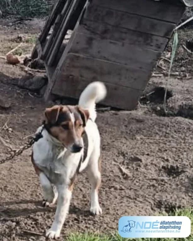 Vöni Fickó, male 3yo Mixed Breed for adoption at Noé Állatotthon, Budapest