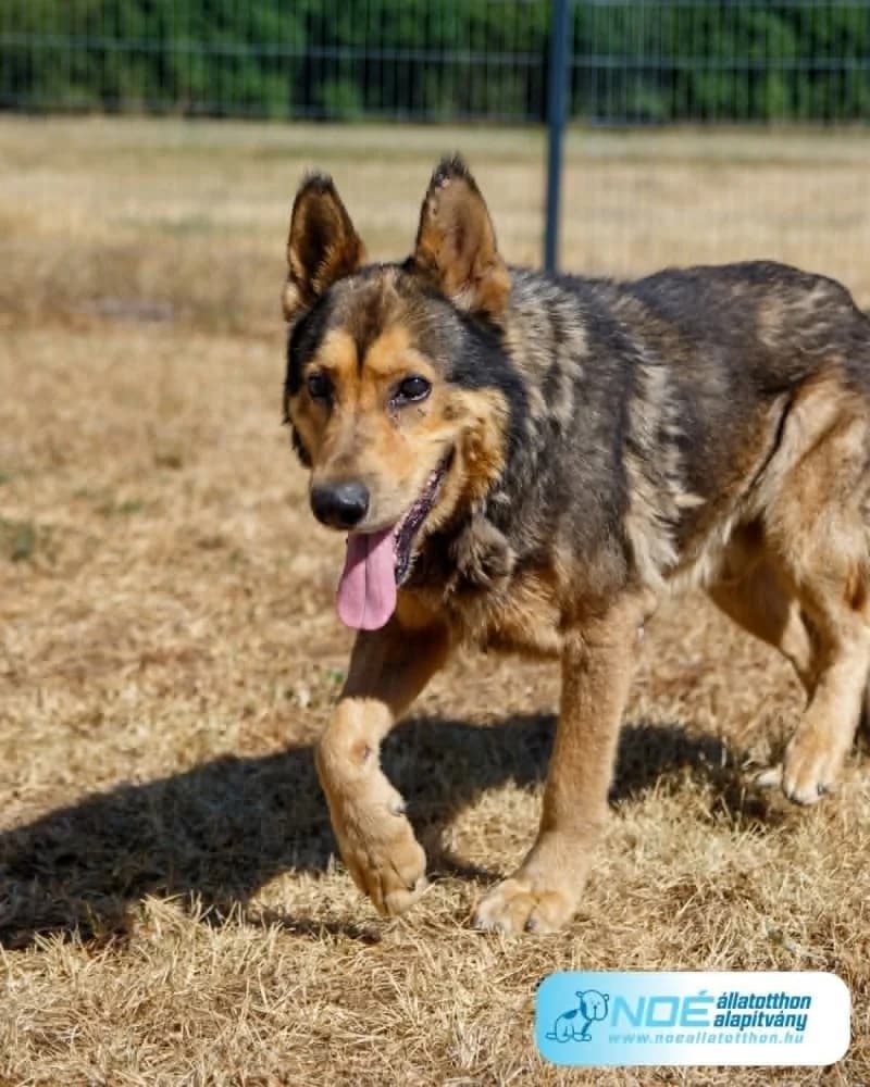 Baron, male senior Mixed Breed for adoption at Noé Állatotthon, Budapest