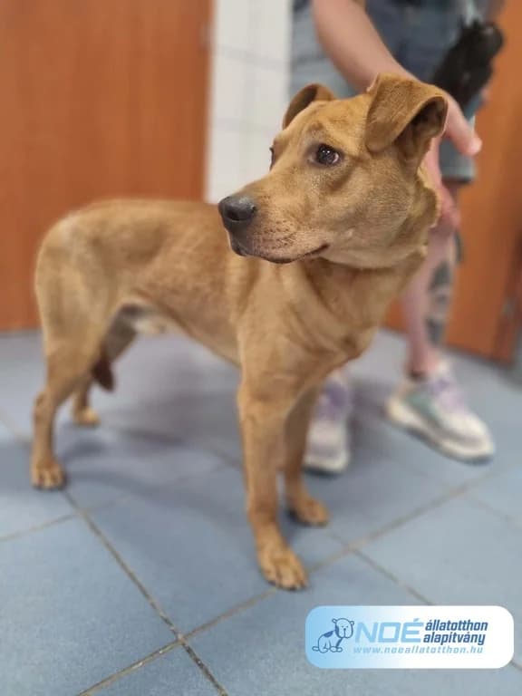 Pezsgő, male young Mixed Breed for adoption at Noé Állatotthon, Budapest