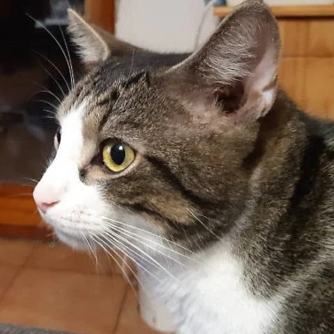 Alex, male 4yo mixed breed for adoption at Pomázi Menhely