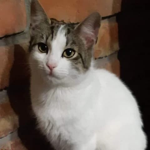 Ari, male 4yo mixed breed for adoption at Pomázi Menhely