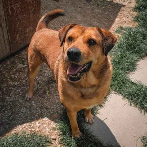 Bono, male senior mixed breed for adoption at Pomázi Menhely
