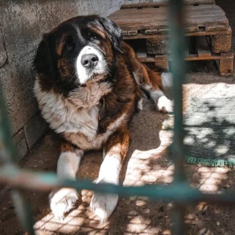 Borisz, male senior mixed breed for adoption at Pomázi Menhely