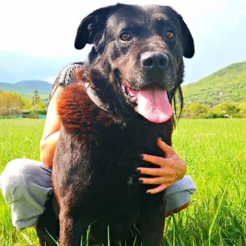 Bundi, male senior mixed breed for adoption at Pomázi Menhely