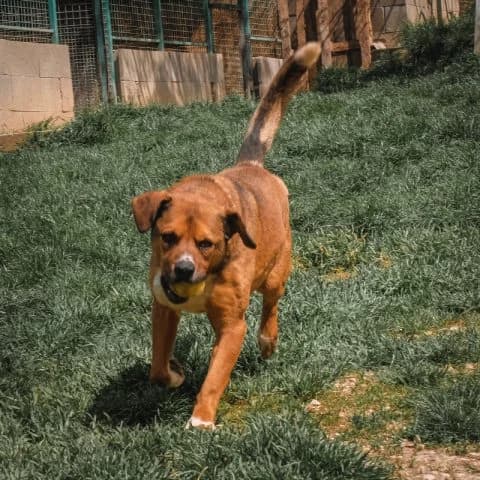 Fido, male senior mixed breed for adoption at Pomázi Menhely