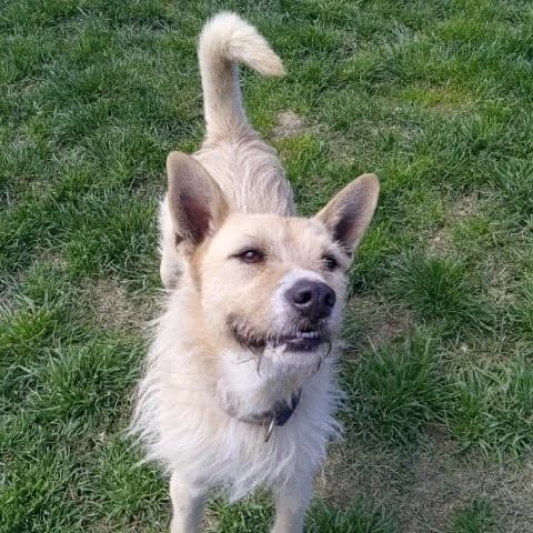 Folti, male senior mixed breed for adoption at Pomázi Menhely
