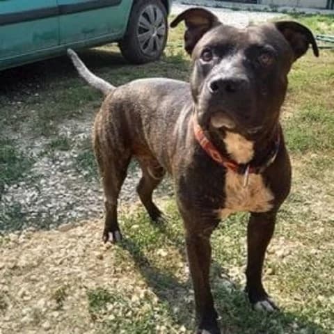 Iggi, male senior mixed breed for adoption at Pomázi Menhely