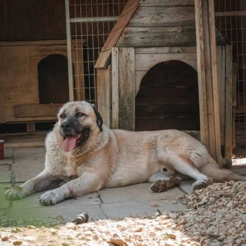 Kuzey, male 6yo mixed breed for adoption at Pomázi Menhely