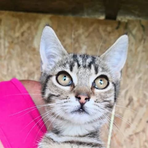 Szellő, female 5yo mixed breed for adoption at Pomázi Menhely